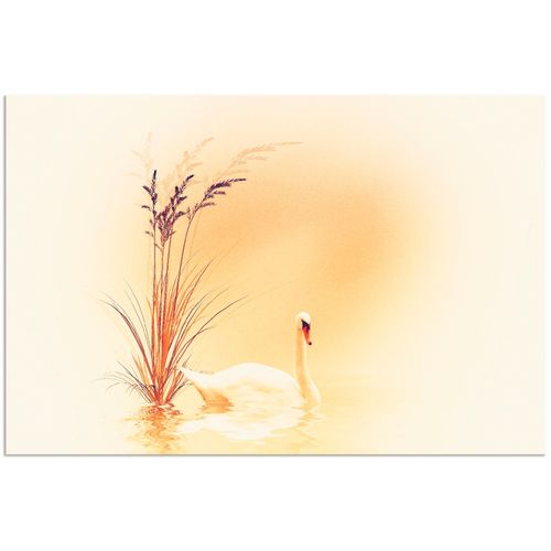 4059745023887 - Wandbild ARTLAND Weisser Schwan Bilder Gr B H 30 cm x 20 cm Alu-Dibond-Druck Vögel Querformat 1 St beige (naturfarben) Bild Poster Bilder als Alubild Leinwandbild Wandaufkleber oder in versch Größen