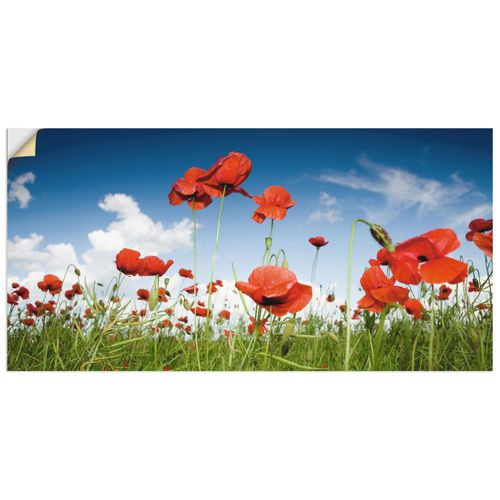 4057738294924 - Wandbild ARTLAND Feld mit Mohnblumen unter Himmel Bilder Gr B H 40 cm x 20 cm Wandaufkleber - Vinyl Blumenwiese Querformat 1 St bunt Bild Metallbild Metallbilder Bilder als Alubild Leinwandbild Wandaufkleber oder Poster in versch Größen