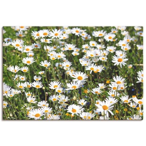 4058661457202 - Wandbild ARTLAND Gänseblümchen Bilder Gr B H 30 cm x 20 cm Leinwandbild Blumen Querformat 1 St weiß Bild Poster Bilder als Alubild Leinwandbild Wandaufkleber oder in versch Größen