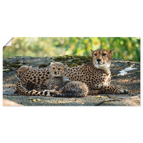 4059745729550 - Wandbild ARTLAND Gepard 2 Bilder Gr B H 100 cm x 50 cm Poster Wildtiere Querformat 1 St braun Bild Leinwandbild Kunstdrucke Bilder als Alubild Leinwandbild Wandaufkleber oder Poster in versch Größen 4059745729550 - Wandbild ARTLAND Gepard 2 Bilder Gr B H 100 cm x 50 cm Poster Wildtiere Querformat 1 St braun Bild Leinwandbild Kunstdrucke Bilder als Alubild Leinwandbild Wandaufkleber oder Poster in versch Größen