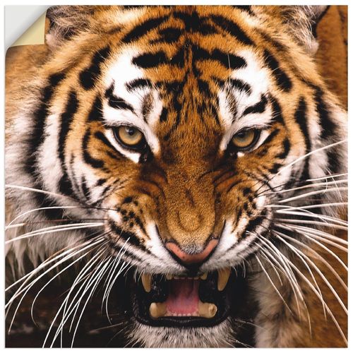 4062144137642 - Wandbild ARTLAND Tiger Kopf Bilder Gr B H 30 cm x 30 cm Wandaufkleber - Vinyl Wildtiere quadratisch 1 St bunt Bild Poster Bilder als Alubild Leinwandbild Wandaufkleber oder in versch Größen