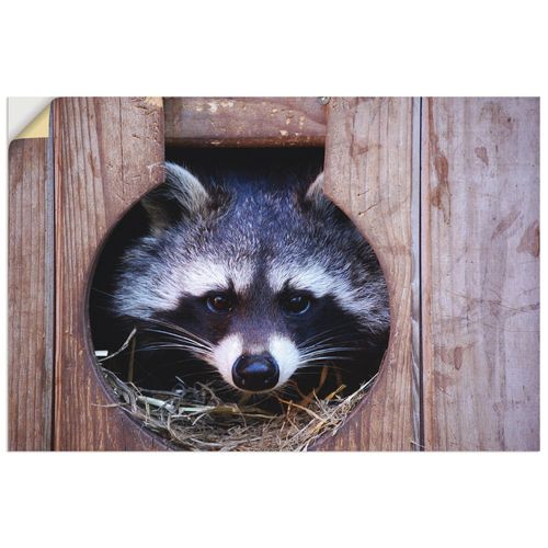 4059745496438 - Wandbild ARTLAND Niedlicher kleiner Waschbär Bilder Gr B H 60 cm x 40 cm Wandaufkleber - Vinyl Wildtiere Querformat 1 St bunt Bild Poster Bilder als Alubild Leinwandbild Wandaufkleber oder in versch Größen 4059745496438 - Wandbild ARTLAND Niedlicher kleiner Waschbär Bilder Gr B H 60 cm x 40 cm Wandaufkleber - Vinyl Wildtiere Querformat 1 St bunt Bild Poster Bilder als Alubild Leinwandbild Wandaufkleber oder in versch Größen