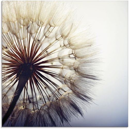 4062144102145 - Glasbild ARTLAND Große Pusteblume Bilder Gr B H 30 cm x 30 cm Blumen 1 St blau Glasbilder Bilder in verschiedenen Größen