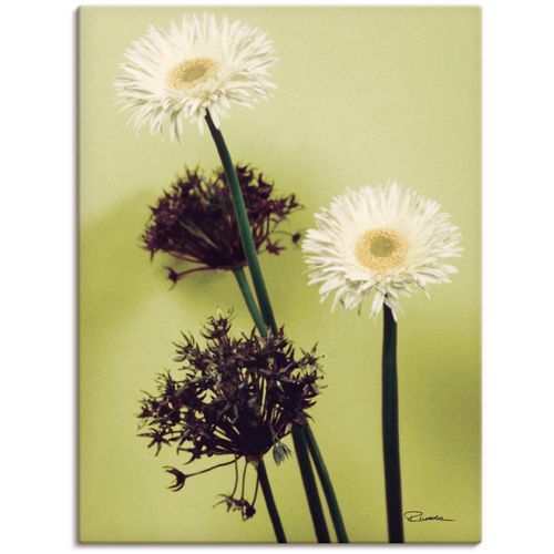 4055327149150 - Wandbild ARTLAND Zwei vor grün - Gerberas Bilder Gr B H 30 cm x 40 cm Leinwandbild Blumenbilder Hochformat 1 St grün Kunstdrucke als Alubild Leinwandbild Wandaufkleber oder Poster in versch Größen