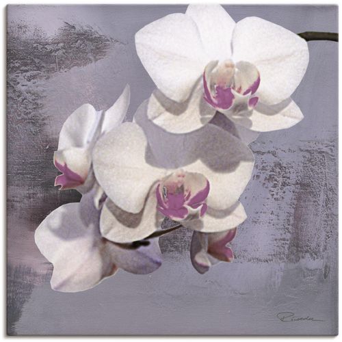 4055327139526 - Wandbild ARTLAND Orchideen vor Violett II Bilder Gr B H 30 cm x 30 cm Leinwandbild Blumen 1 St weiß Bild Leinwandbild Kunstdrucke Bilder als Alubild Leinwandbild Wandaufkleber oder Poster in versch Größen