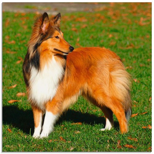 4058661002105 - Glasbild ARTLAND Amerikanischer Collie Bilder Gr B H 30 cm x 30 cm Glasbild Haustiere quadratisch 1 St beige (naturfarben) Bild Glasbild Glasbilder Bilder in verschiedenen Größen
