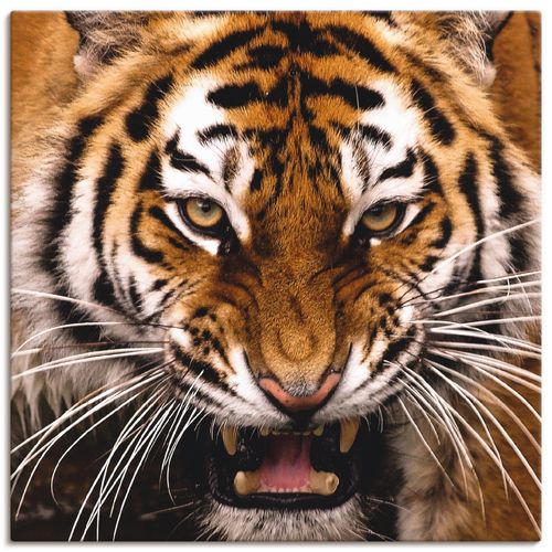 4062144137598 - Wandbild ARTLAND Tiger Kopf Bilder Gr B H 40 cm x 40 cm Leinwandbild Wildtiere quadratisch 1 St bunt Bild Poster Bilder als Alubild Leinwandbild Wandaufkleber oder in versch Größen