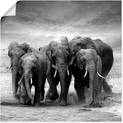 4059745768641 - Wandbild ARTLAND Elefanten Bilder Gr B H 100 cm x 100 cm Poster Wildtiere 1 St schwarz Bild Metallbild Metallbilder Bilder als Alubild Leinwandbild Wandaufkleber oder Poster in versch Größen 4059745768641 - Wandbild ARTLAND Elefanten Bilder Gr B H 100 cm x 100 cm Poster Wildtiere 1 St schwarz Bild Metallbild Metallbilder Bilder als Alubild Leinwandbild Wandaufkleber oder Poster in versch Größen