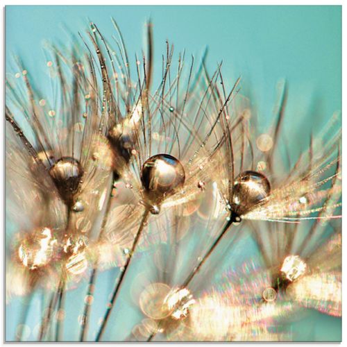 4059745191937 - Glasbild ARTLAND Pusteblume Goldener Tau Bilder Gr B H 20 cm x 20 cm Glasbild Blumen quadratisch 1 St blau Bild Glasbild Glasbilder Bilder in verschiedenen Größen 4059745191937 - Glasbild ARTLAND Pusteblume Goldener Tau Bilder Gr B H 20 cm x 20 cm Glasbild Blumen quadratisch 1 St blau Bild Glasbild Glasbilder Bilder in verschiedenen Größen