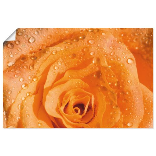 4059745659031 - Wandbild ARTLAND Rose Bilder Gr B H 30 cm x 20 cm Poster Blumen Querformat 1 St orange Bild Leinwandbild Kunstdrucke Bilder als Alubild Leinwandbild Wandaufkleber oder Poster in versch Größen 4059745659031 - Wandbild ARTLAND Rose Bilder Gr B H 30 cm x 20 cm Poster Blumen Querformat 1 St orange Bild Leinwandbild Kunstdrucke Bilder als Alubild Leinwandbild Wandaufkleber oder Poster in versch Größen
