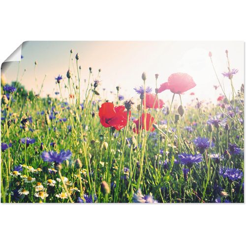 4059745119184 - Wandbild ARTLAND Mohnblume im Feld Bilder Gr B H 60 cm x 40 cm Poster Blumen Querformat 1 St grün Bild Poster Bilder als Alubild Leinwandbild Wandaufkleber oder in versch Größen 4059745119184 - Wandbild ARTLAND Mohnblume im Feld Bilder Gr B H 60 cm x 40 cm Poster Blumen Querformat 1 St grün Bild Poster Bilder als Alubild Leinwandbild Wandaufkleber oder in versch Größen
