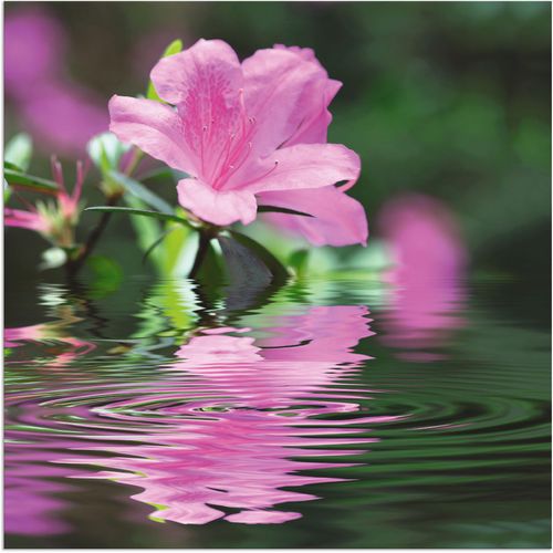 4057738843559 - Wandbild ARTLAND Azalee Bilder Gr B H 40 cm x 40 cm Alu-Dibond-Druck Blumen quadratisch 1 St pink Bild Leinwandbild Kunstdrucke Bilder als Alubild Leinwandbild Wandaufkleber oder Poster in versch Größen