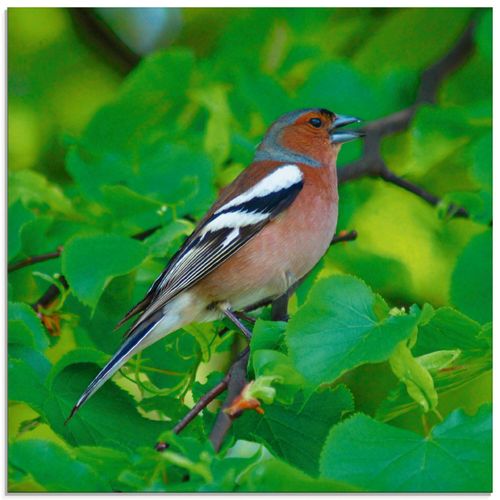 4058661111197 - Glasbild ARTLAND Buchfink Lied Bilder Gr B H 20 cm x 20 cm Glasbild Vögel quadratisch 1 St beige (naturfarben) Bild Glasbild Glasbilder Bilder in verschiedenen Größen 4058661111197 - Glasbild ARTLAND Buchfink Lied Bilder Gr B H 20 cm x 20 cm Glasbild Vögel quadratisch 1 St beige (naturfarben) Bild Glasbild Glasbilder Bilder in verschiedenen Größen