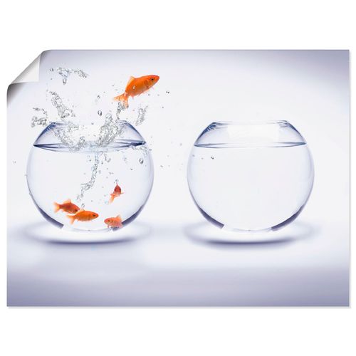 4062144535691 - Wandbild ARTLAND Goldfischaquarium Bilder Gr B H 80 cm x 60 cm Poster Wassertiere Querformat 1 St weiß Bild Metallbild Metallbilder Bilder als Alubild Leinwandbild Wandaufkleber oder Poster in versch Größen 4062144535691 - Wandbild ARTLAND Goldfischaquarium Bilder Gr B H 80 cm x 60 cm Poster Wassertiere Querformat 1 St weiß Bild Metallbild Metallbilder Bilder als Alubild Leinwandbild Wandaufkleber oder Poster in versch Größen