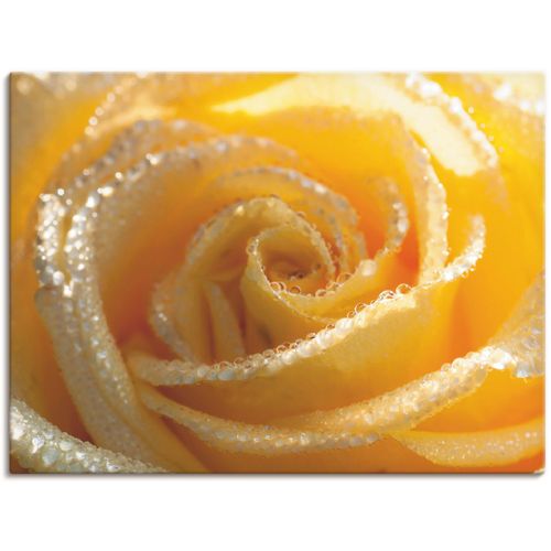 4055327885171 - Wandbild ARTLAND Gelbe Rose Makro Bilder Gr B H 80 cm x 60 cm Leinwandbild Blumen 1 St gelb Bild Kunstdruck Kunstdrucke Bilder als Leinwandbild Wandaufkleber oder Poster in versch Größen