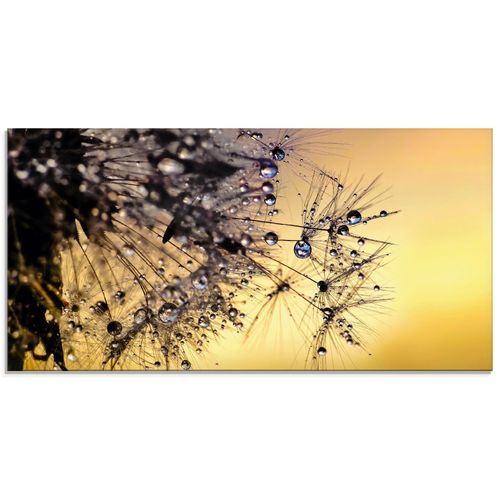 4055327764469 - Glasbild ARTLAND Pusteblume mit Tautropfen benetzt Bilder Gr B H 60 cm x 30 cm Glasbild Blumen Querformat 1 St goldfarben Bild Glasbild Glasbilder Bilder in verschiedenen Größen