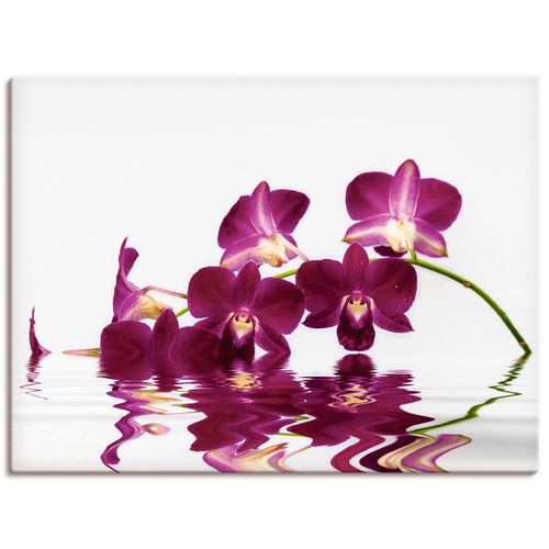 4059745920599 - Wandbild ARTLAND Phalaenopsis Orchidee Bilder Gr B H 60 cm x 45 cm Leinwandbild Blumen Querformat 1 St lila Bild Poster Bilder als Alubild Leinwandbild Wandaufkleber oder in versch Größen
