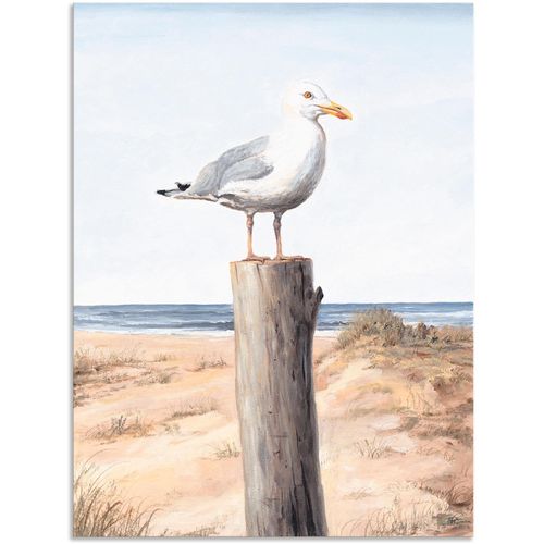 4057738405979 - Wandbild ARTLAND Möwe Bilder Gr B H 30 cm x 40 cm Alu-Dibond-Druck Vögel 1 St weiß Bild Poster Bilder als Alubild Leinwandbild Wandaufkleber oder in versch Größen