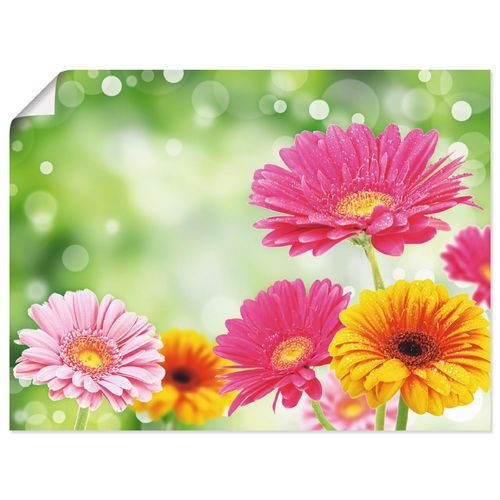 4055327636643 - Wandbild ARTLAND Natürliche Romantik - Gerberas Bilder Gr B H 80 cm x 60 cm Poster Blumen Querformat 1 St bunt Bild Metallbild Metallbilder Bilder als Alubild Leinwandbild Wandaufkleber oder Poster in versch Größen 4055327636643 - Wandbild ARTLAND Natürliche Romantik - Gerberas Bilder Gr B H 80 cm x 60 cm Poster Blumen Querformat 1 St bunt Bild Metallbild Metallbilder Bilder als Alubild Leinwandbild Wandaufkleber oder Poster in versch Größen
