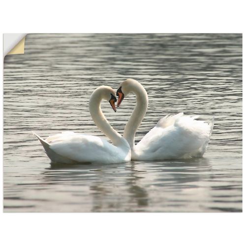 4057738284611 - Wandbild ARTLAND Liebesspiel von Schwänen Bilder Gr B H 40 cm x 30 cm Wandaufkleber - Vinyl Vögel Querformat 1 St grau Bild Metallbild Metallbilder Bilder als Alubild Leinwandbild Wandaufkleber oder Poster in versch Größen