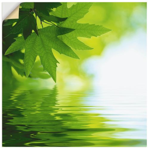 4057738274445 - Wandbild ARTLAND Grüne Blätter reflektieren im Wasser Bilder Gr B H 50 cm x 50 cm Wandaufkleber - Vinyl Blätter quadratisch 1 St grün Bild Poster Bilder als Alubild Leinwandbild Wandaufkleber oder in versch Größen