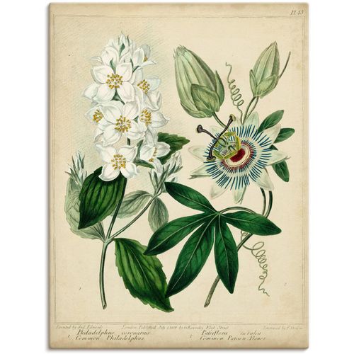 4058661322456 - Wandbild ARTLAND Federnelke II Bilder Gr B H 45 cm x 60 cm Leinwandbild Blumen Hochformat 1 St beige (naturfarben) Bild Metallbild Metallbilder Bilder als Alubild Leinwandbild Wandaufkleber oder Poster in versch Größen 4058661322456 - Wandbild ARTLAND Federnelke II Bilder Gr B H 45 cm x 60 cm Leinwandbild Blumen Hochformat 1 St beige (naturfarben) Bild Metallbild Metallbilder Bilder als Alubild Leinwandbild Wandaufkleber oder Poster in versch Größen