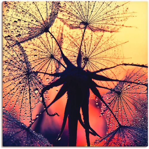 4059745192514 - Wandbild ARTLAND Pusteblume im Sonnenuntergang Bilder Gr B H 50 cm x 50 cm Leinwandbild Blumen 1 St rot Bild Kunstdruck Kunstdrucke Bilder als Alubild Leinwandbild Wandaufkleber oder Poster in versch Größen