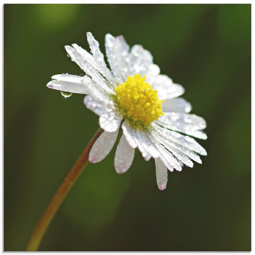 4055327868686 - Glasbild ARTLAND Gänseblümchen Bilder Gr B H 30 cm x 30 cm Glasbild Blumen quadratisch 1 St grün Bild Glasbild Glasbilder Bilder in verschiedenen Größen