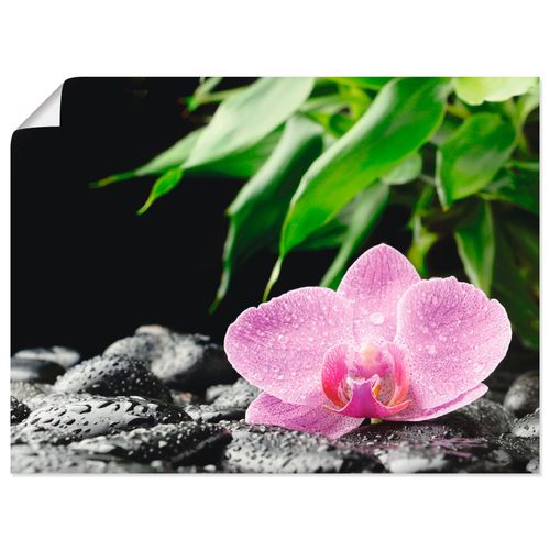 4055327636858 - Wandbild ARTLAND Rosa Orchidee auf schwarzen Zen Steinen Bilder Gr B H 40 cm x 30 cm Poster Blumen Querformat 1 St pink Bild Poster Bilder als Alubild Leinwandbild Wandaufkleber oder in versch Größen 4055327636858 - Wandbild ARTLAND Rosa Orchidee auf schwarzen Zen Steinen Bilder Gr B H 40 cm x 30 cm Poster Blumen Querformat 1 St pink Bild Poster Bilder als Alubild Leinwandbild Wandaufkleber oder in versch Größen