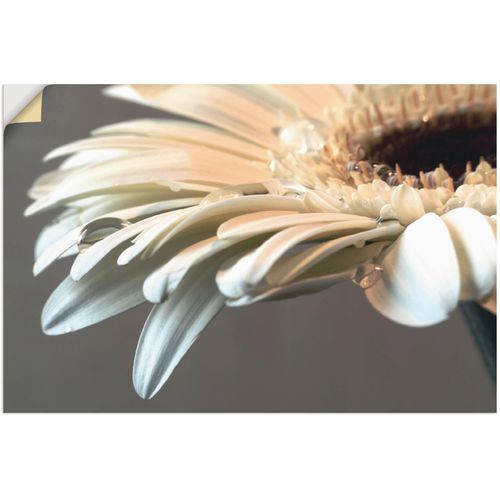 4058661101464 - Wandbild ARTLAND Blüte einer Gerbera Bilder Gr B H 90 cm x 60 cm Wandaufkleber - Vinyl Blumen 1 St weiß Bild Kunstdruck Kunstdrucke Bilder als Alubild Leinwandbild Wandaufkleber oder Poster in versch Größen