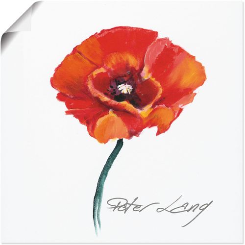4055327277921 - Wandbild ARTLAND Blume_weiß III Bilder Gr B H 50 cm x 50 cm Poster Blumen 1 St rot Bild Poster Bilder als Alubild Leinwandbild Wandaufkleber oder in versch Größen