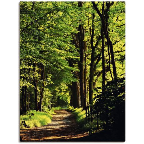 4059745780957 - Wandbild ARTLAND Weg im Wald Bilder Gr B H 45 cm x 60 cm Leinwandbild Wald 1 St grün Bild Leinwandbild Kunstdrucke Bilder als Alubild Leinwandbild Wandaufkleber oder Poster in versch Größen 4059745780957 - Wandbild ARTLAND Weg im Wald Bilder Gr B H 45 cm x 60 cm Leinwandbild Wald 1 St grün Bild Leinwandbild Kunstdrucke Bilder als Alubild Leinwandbild Wandaufkleber oder Poster in versch Größen