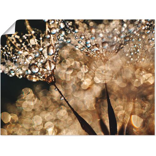 4057738610212 - Wandbild ARTLAND Pusteblume Goldschimmer Bilder Gr B H 80 cm x 60 cm Poster Blumen 1 St goldfarben Bild Kunstdruck Metallbild Metallbilder Bilder als Alubild Leinwandbild Wandaufkleber oder Poster in versch Größen