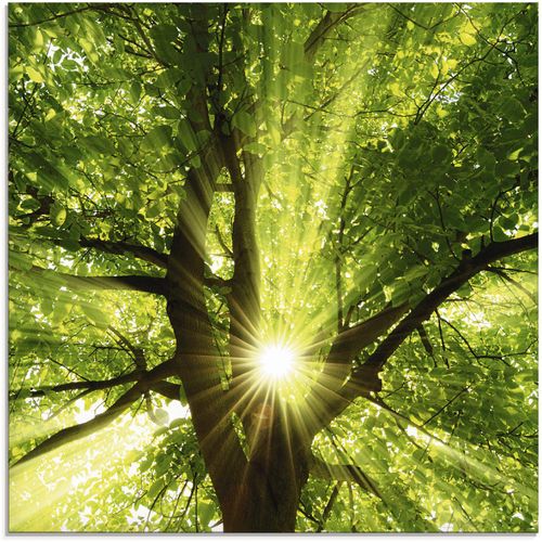 4062144101391 - Glasbild ARTLAND Sonne strahlt explosiv durch den Baum Bilder Gr B H 30 cm x 30 cm Bäume 1 St grün Glasbilder Bilder in verschiedenen Größen 4062144101391 - Glasbild ARTLAND Sonne strahlt explosiv durch den Baum Bilder Gr B H 30 cm x 30 cm Bäume 1 St grün Glasbilder Bilder in verschiedenen Größen