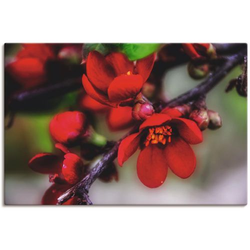 4062144034637 - Wandbild ARTLAND Quittenblüte II Bilder Gr B H 30 cm x 20 cm Leinwandbild Blumen 1 St rot Bild Kunstdruck Kunstdrucke Bilder als Alubild Leinwandbild Wandaufkleber oder Poster in versch Größen 4062144034637 - Wandbild ARTLAND Quittenblüte II Bilder Gr B H 30 cm x 20 cm Leinwandbild Blumen 1 St rot Bild Kunstdruck Kunstdrucke Bilder als Alubild Leinwandbild Wandaufkleber oder Poster in versch Größen