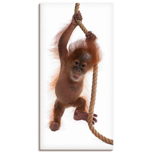 4055327244039 - Wandbild ARTLAND Baby Orang Utan hängt am Seil I Bilder Gr B H 30 cm x 60 cm Leinwandbild Wildtiere Hochformat 1 St weiß Bild Metallbild Metallbilder Bilder als Alubild Leinwandbild Wandaufkleber oder Poster in versch Größen 4055327244039 - Wandbild ARTLAND Baby Orang Utan hängt am Seil I Bilder Gr B H 30 cm x 60 cm Leinwandbild Wildtiere Hochformat 1 St weiß Bild Metallbild Metallbilder Bilder als Alubild Leinwandbild Wandaufkleber oder Poster in versch Größen