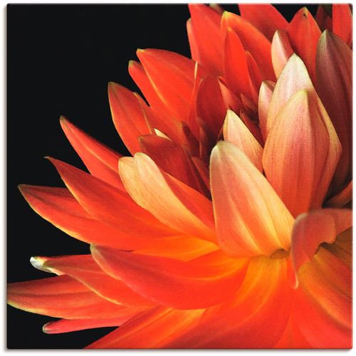 4058661443809 - Wandbild ARTLAND Rote Dahlie Bilder Gr B H 30 cm x 30 cm Leinwandbild Blumen 1 St rot Kunstdrucke Bilder als Alubild Leinwandbild Wandaufkleber oder Poster in versch Größen