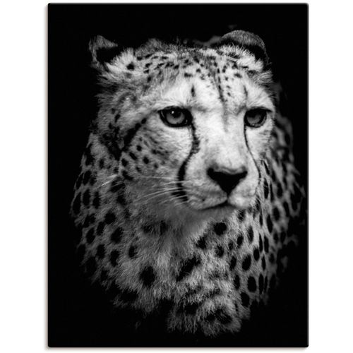 4062144626344 - Wandbild ARTLAND Der Gepard Bilder Gr B H 30 cm x 40 cm Leinwandbild Wildtiere Hochformat 1 St schwarz Kunstdrucke als Alubild Leinwandbild Wandaufkleber oder Poster in versch Größen