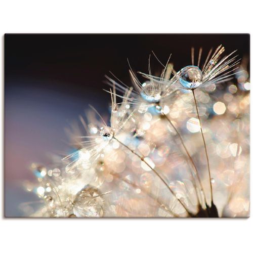 4058661086952 - Wandbild ARTLAND Pusteblume Fantasie Bilder Gr B H 60 cm x 45 cm Leinwandbild Blumen 1 St bunt Bild Kunstdruck Metallbild Metallbilder Bilder als Alubild Leinwandbild Wandaufkleber oder Poster in versch Größen