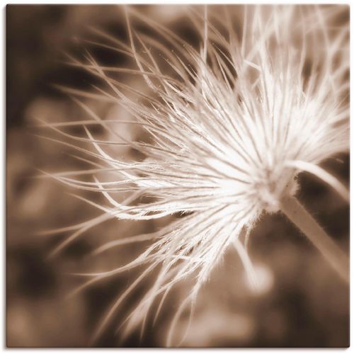 4055327647274 - Wandbild ARTLAND leicht wie eine Feder Bilder Gr B H 30 cm x 30 cm Leinwandbild Blumen 1 St beige (natur) Bild Kunstdruck Kunstdrucke Bilder als Leinwandbild Wandaufkleber oder Poster in versch Größen