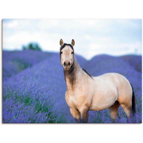 4058661410825 - Wandbild ARTLAND Pferd und Blumen III Bilder Gr B H 80 cm x 60 cm Leinwandbild Haustiere Querformat 1 St lila Bild Poster Bilder als Alubild Leinwandbild Wandaufkleber oder in versch Größen
