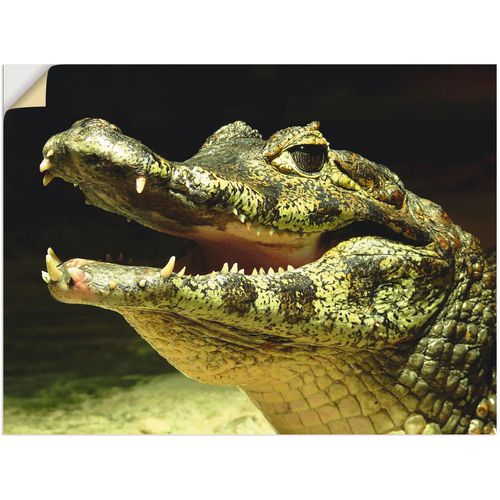 4057738130826 - Wandbild ARTLAND Ein lächelndes Krokodil Bilder Gr B H 40 cm x 30 cm Wandaufkleber - Vinyl Wassertiere 1 St grün Kunstdrucke Bilder als Leinwandbild Wandaufkleber oder Poster in versch Größen 4057738130826 - Wandbild ARTLAND Ein lächelndes Krokodil Bilder Gr B H 40 cm x 30 cm Wandaufkleber - Vinyl Wassertiere 1 St grün Kunstdrucke Bilder als Leinwandbild Wandaufkleber oder Poster in versch Größen