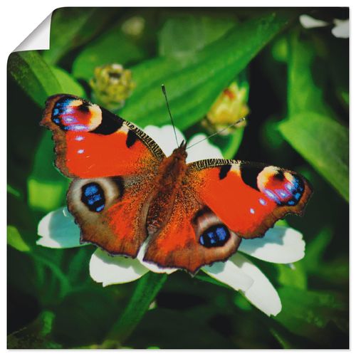 4058661003959 - Wandbild ARTLAND Tagpfauenauge Bilder Gr B H 30 cm x 30 cm Poster Insekten quadratisch 1 St beige (naturfarben) Bild Poster Bilder als Alubild Leinwandbild Wandaufkleber oder in versch Größen 4058661003959 - Wandbild ARTLAND Tagpfauenauge Bilder Gr B H 30 cm x 30 cm Poster Insekten quadratisch 1 St beige (naturfarben) Bild Poster Bilder als Alubild Leinwandbild Wandaufkleber oder in versch Größen
