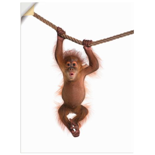 4057738292852 - Wandbild ARTLAND Baby Orang Utan hängt an Seil II Bilder Gr B H 30 cm x 40 cm Wandaufkleber - Vinyl Wildtiere Hochformat 1 St weiß Bild Metallbild Metallbilder Bilder als Alubild Leinwandbild Wandaufkleber oder Poster in versch Größen 4057738292852 - Wandbild ARTLAND Baby Orang Utan hängt an Seil II Bilder Gr B H 30 cm x 40 cm Wandaufkleber - Vinyl Wildtiere Hochformat 1 St weiß Bild Metallbild Metallbilder Bilder als Alubild Leinwandbild Wandaufkleber oder Poster in versch Größen