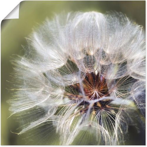 4058661407153 - Wandbild ARTLAND Pusteblume II Bilder Gr B H 40 cm x 40 cm Poster Blumen 1 St grün Bild Kunstdruck Kunstdrucke Bilder als Alubild Leinwandbild Wandaufkleber oder Poster in versch Größen 4058661407153 - Wandbild ARTLAND Pusteblume II Bilder Gr B H 40 cm x 40 cm Poster Blumen 1 St grün Bild Kunstdruck Kunstdrucke Bilder als Alubild Leinwandbild Wandaufkleber oder Poster in versch Größen