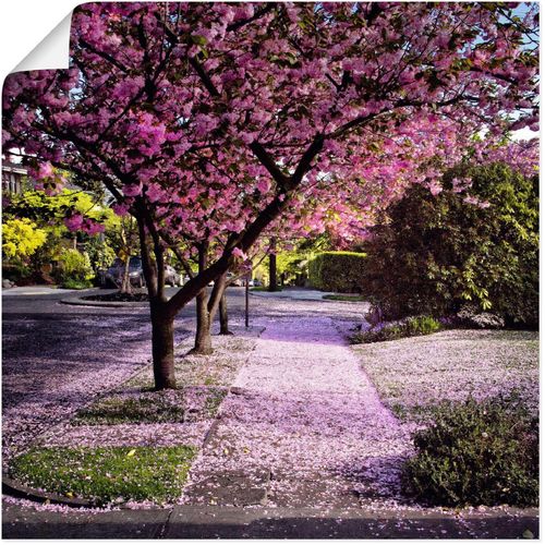 4058661331885 - Wandbild ARTLAND Fallende Blütenblätter Bilder Gr B H 50 cm x 50 cm Poster Bäume quadratisch 1 St pink Bild Metallbild Metallbilder Bilder als Alubild Leinwandbild Wandaufkleber oder Poster in versch Größen 4058661331885 - Wandbild ARTLAND Fallende Blütenblätter Bilder Gr B H 50 cm x 50 cm Poster Bäume quadratisch 1 St pink Bild Metallbild Metallbilder Bilder als Alubild Leinwandbild Wandaufkleber oder Poster in versch Größen