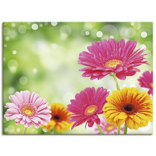 4055327239110 - Wandbild ARTLAND Natürliche Romantik - Gerberas Bilder Gr B H 60 cm x 45 cm Leinwandbild Blumen Querformat 1 St bunt Bild Metallbild Metallbilder Bilder als Alubild Leinwandbild Wandaufkleber oder Poster in versch Größen