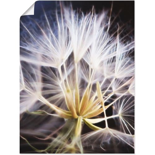 4057738098218 - Wandbild ARTLAND Pusteblume Bilder Gr B H 45 cm x 60 cm Poster Blumen Hochformat 1 St weiß Bild Poster Bilder als Alubild Leinwandbild Wandaufkleber oder in versch Größen