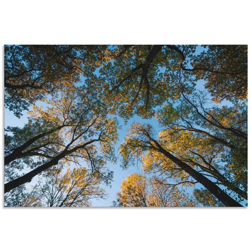 4062144185414 - Wandbild ARTLAND Herbst im Wald Bilder Gr B H 60 cm x 40 cm Alu-Dibond-Druck Bäume Querformat 1 St blau Bild Poster Bilder als Alubild Leinwandbild Wandaufkleber oder in versch Größen 4062144185414 - Wandbild ARTLAND Herbst im Wald Bilder Gr B H 60 cm x 40 cm Alu-Dibond-Druck Bäume Querformat 1 St blau Bild Poster Bilder als Alubild Leinwandbild Wandaufkleber oder in versch Größen