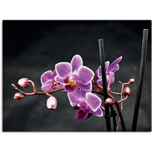 4055327303576 - Wandbild ARTLAND Eine Orchidee vor schwarzem Hintergrund Bilder Gr B H 60 cm x 45 cm Leinwandbild Blumen 1 St lila Kunstdrucke Bilder als Leinwandbild Wandaufkleber oder Poster in versch Größen